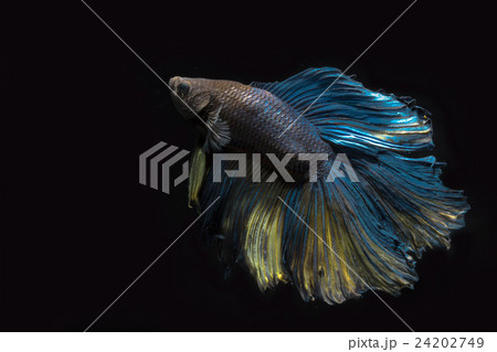 Betta fish, siamese fighting fish, Betta fish, siamese fighting fish, 24202749