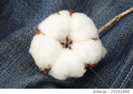 綿花/コットン 24202860