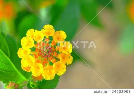 ランタナの花（クローズアップ） 24202908