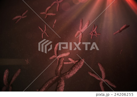 View of chromosome 24206255