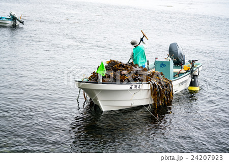 羅臼・昆布漁のイメージ 羅臼・昆布漁のイメージ 24207923