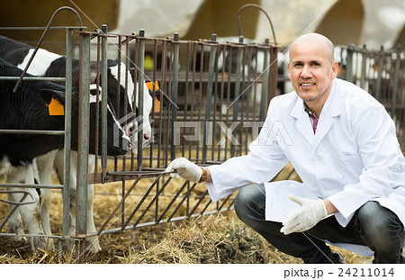 Veterinarian with calves in livestock farm. 24211014