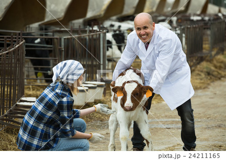 Farm workers with young cattle in cowhouse . Farm workers with young cattle in cowhouse . 24211165