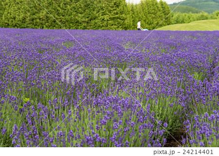 北海道　南富良野町　道の駅　南ふらののラベンダー畑 24214401