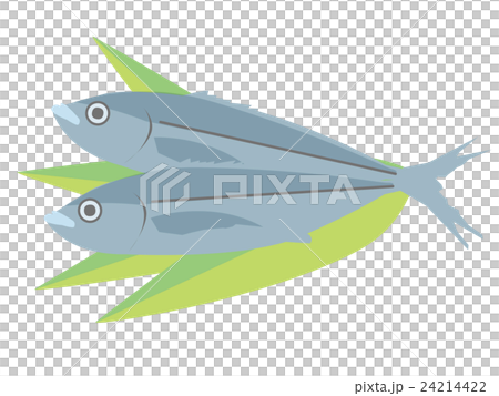 青魚イメージ 青魚イメージ 24214422