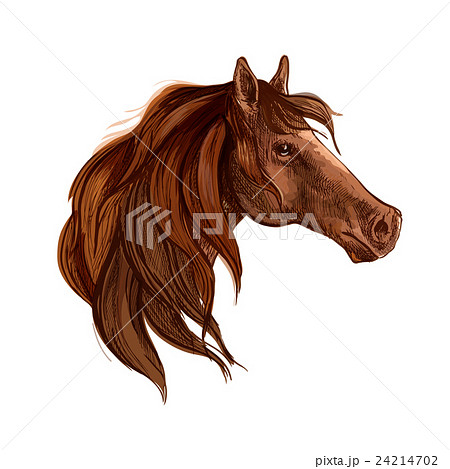Bay horse with long mane portrait 24214702