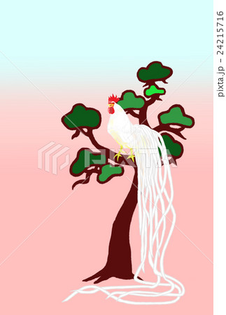 年賀用 オナガドリ 白 松 背景 年賀用 オナガドリ 白 松 背景 24215716