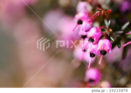 ジャノメエリカ ジャノメエリカ 24215979