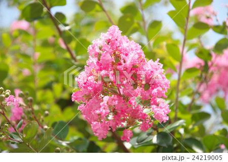 サルスベリの花（8月） 24219005