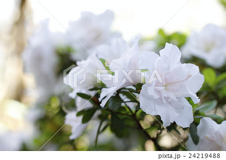白いアザレアの花の写真素材