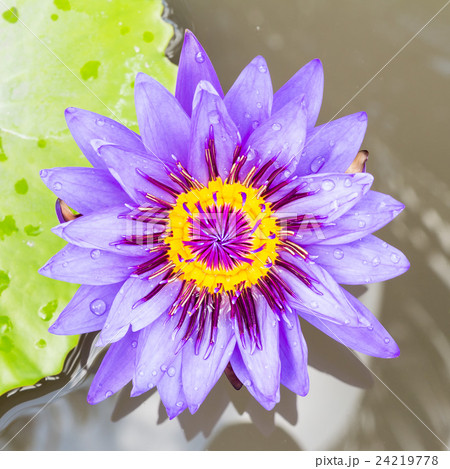 purple water lilly purple water lilly 24219778
