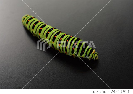 キアゲハの幼虫　黒背景 24219911