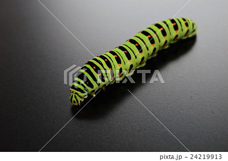 キアゲハの幼虫　黒背景 24219913