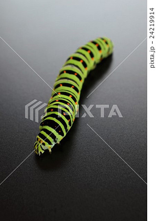 キアゲハの幼虫　黒背景 24219914