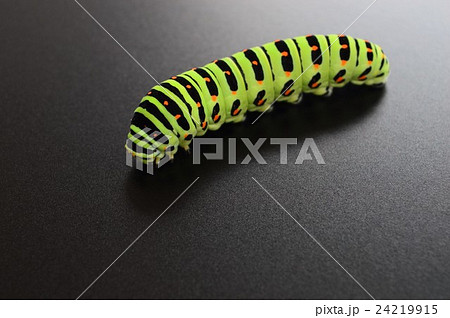 キアゲハの幼虫　黒背景 24219915
