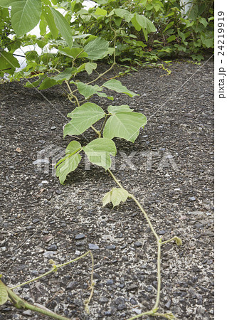 地を這う植物の写真素材