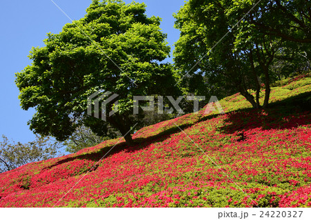萩の茶屋のつつじ (宮崎県小林市野尻町) 萩の茶屋のつつじ (宮崎県小林市野尻町) 24220327