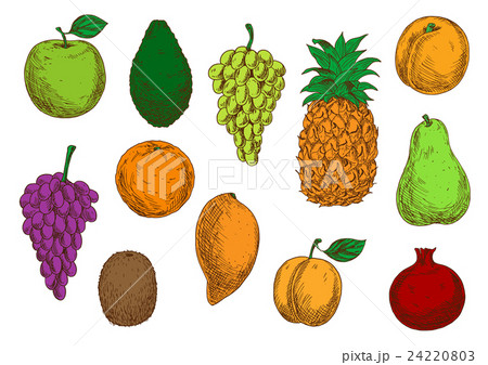 Tropical and exotic fruits isolated icons Tropical and exotic fruits isolated icons 24220803