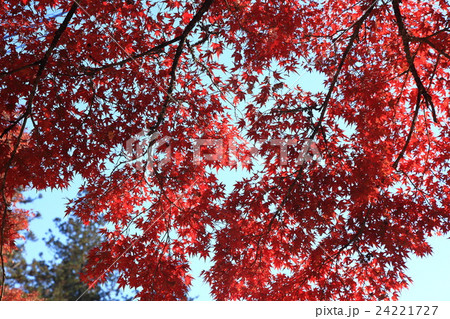 紅葉の天井３ 24221727