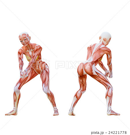 レシーブする女性 筋肉標本 人体標本 Perming3dcg イラスト素材のイラスト素材