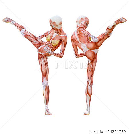 蹴りを入れる女性 筋肉標本 人体標本 Perming3dcg イラスト素材のイラスト素材