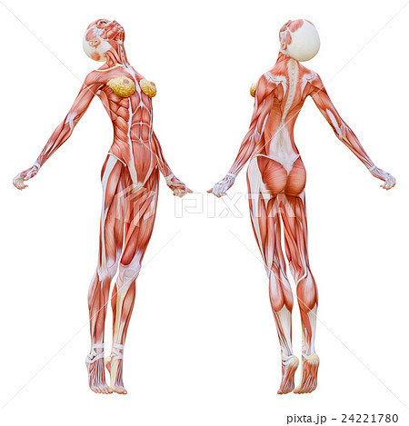 踊る女性 筋肉標本 人体標本 Perming3dcg イラスト素材のイラスト素材