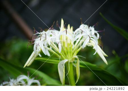 ハマユウの花 24221892