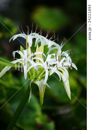 ハマユウの花の写真素材