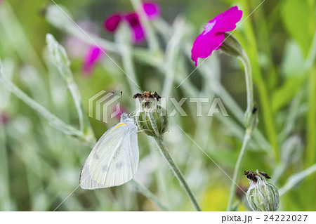 モンシロチョウ 24222027