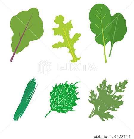 葉物野菜6種セットのイラスト素材