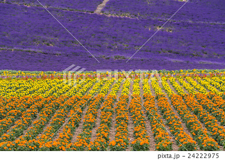 北海道 富良野町 フラワーランドかみふらののラベンダー畑と花畑の写真素材