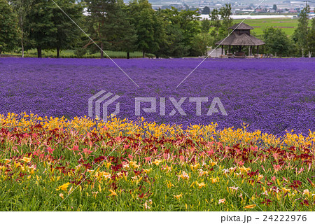 北海道 富良野町 ファーム富田のラベンダー畑と花畑の写真素材