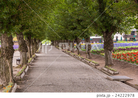 北海道 富良野町 ファーム富田のラベンダー畑と並木道 北海道 富良野町 ファーム富田のラベンダー畑と並木道 24222978