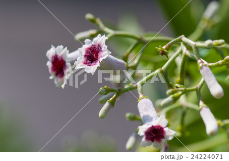 ヘクソカズラ 24224071