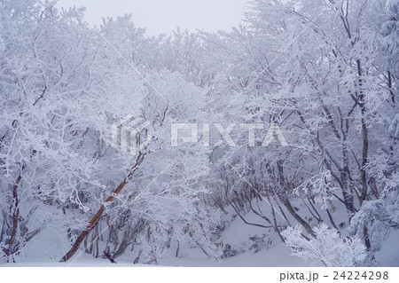 雪山 御在所岳 雪山 御在所岳 24224298
