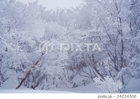 雪山 御在所岳 雪山 御在所岳 24224300
