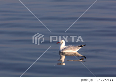 seagull float in the sea seagull float in the sea 24225433