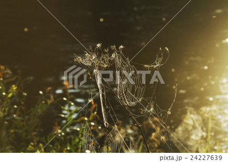 Spider web shaking on wind 24227639