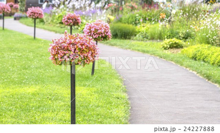 花のある風景 「花ロードえにわ」 (恵庭市) 花のある風景 「花ロードえにわ」 (恵庭市) 24227888
