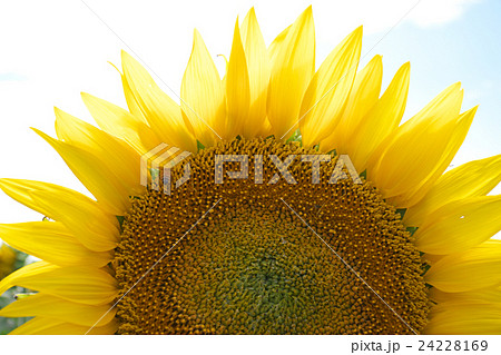 ひまわり ひまわり 24228169
