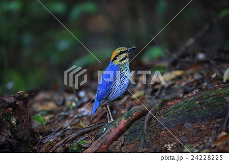 ルリヤイロチョウ ルリヤイロチョウ 24228225