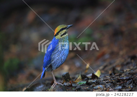 ルリヤイロチョウ ルリヤイロチョウ 24228227