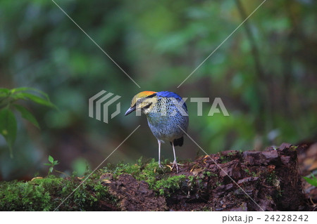 ルリヤイロチョウ ルリヤイロチョウ 24228242