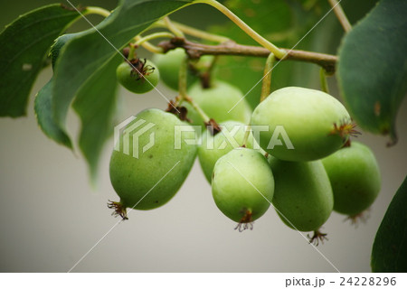 サルナシの実 24228296