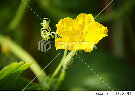 キュウリの花 24228594