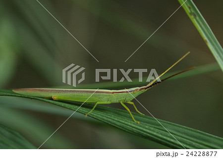 生き物　昆虫　ショウリョウバッタモドキ、ショウリョウバッタと比べるとちょっとずんぐりして脚は短め 24228877