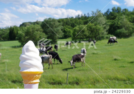 ソフトクリームと牛 24229330