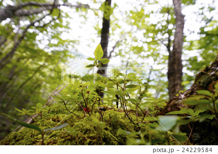 深い緑深い緑 24229584