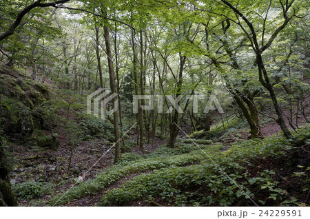 深い緑深い緑 深い緑深い緑 24229591