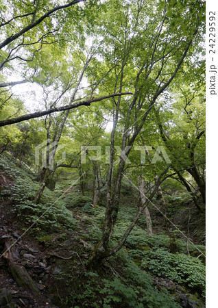 深い緑深い緑 深い緑深い緑 24229592